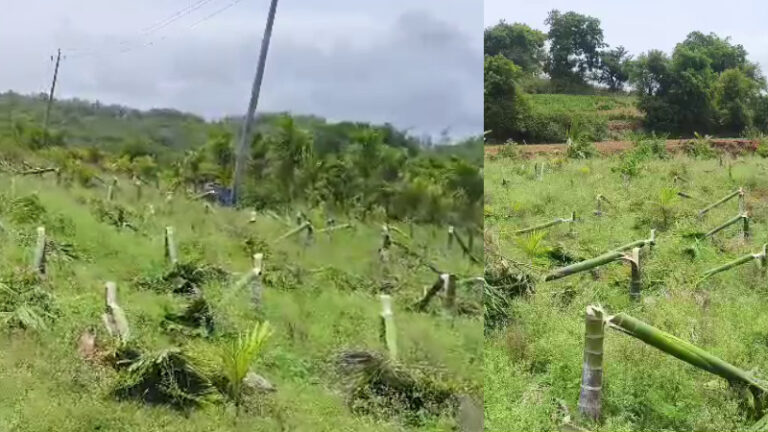 miscreants-cut-600-areca-trees-at-farm-in-davanagere-one-arrested