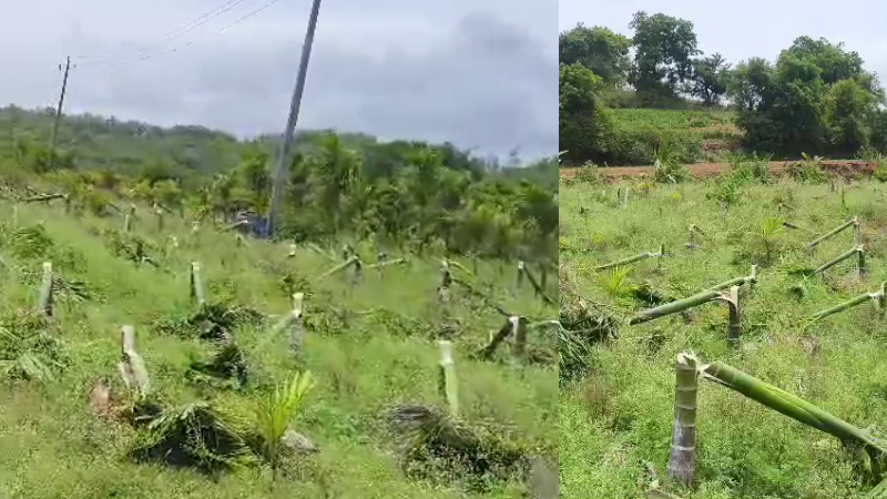 miscreants-cut-600-areca-trees-at-farm-in-davanagere-one-arrested